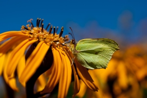 Nikon 35-70 2,8 Macro - Flower with butterfly