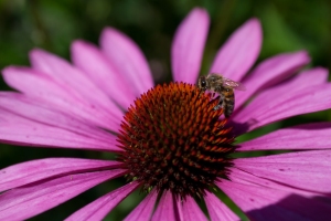 Nikon 35-70 2,8 Macro - Flower with bee